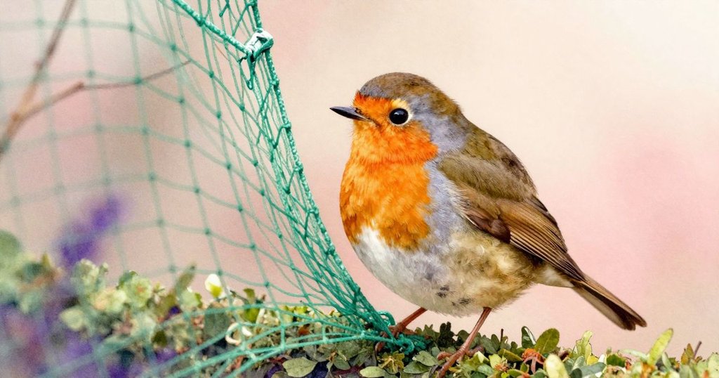 知更鳥在綠色網中掙扎, 靠近樹籬, 表情略帶著焦急, 細節豐富的特寫畫面