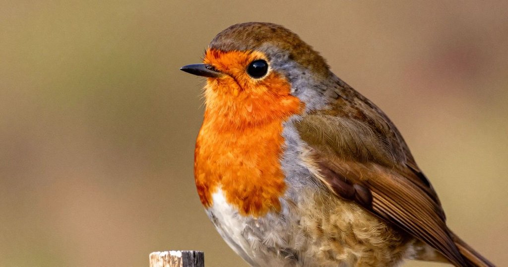 知更鳥停在界線上,斜頭觀察六月的操作,背景中可見粉筆痕跡,神情專注